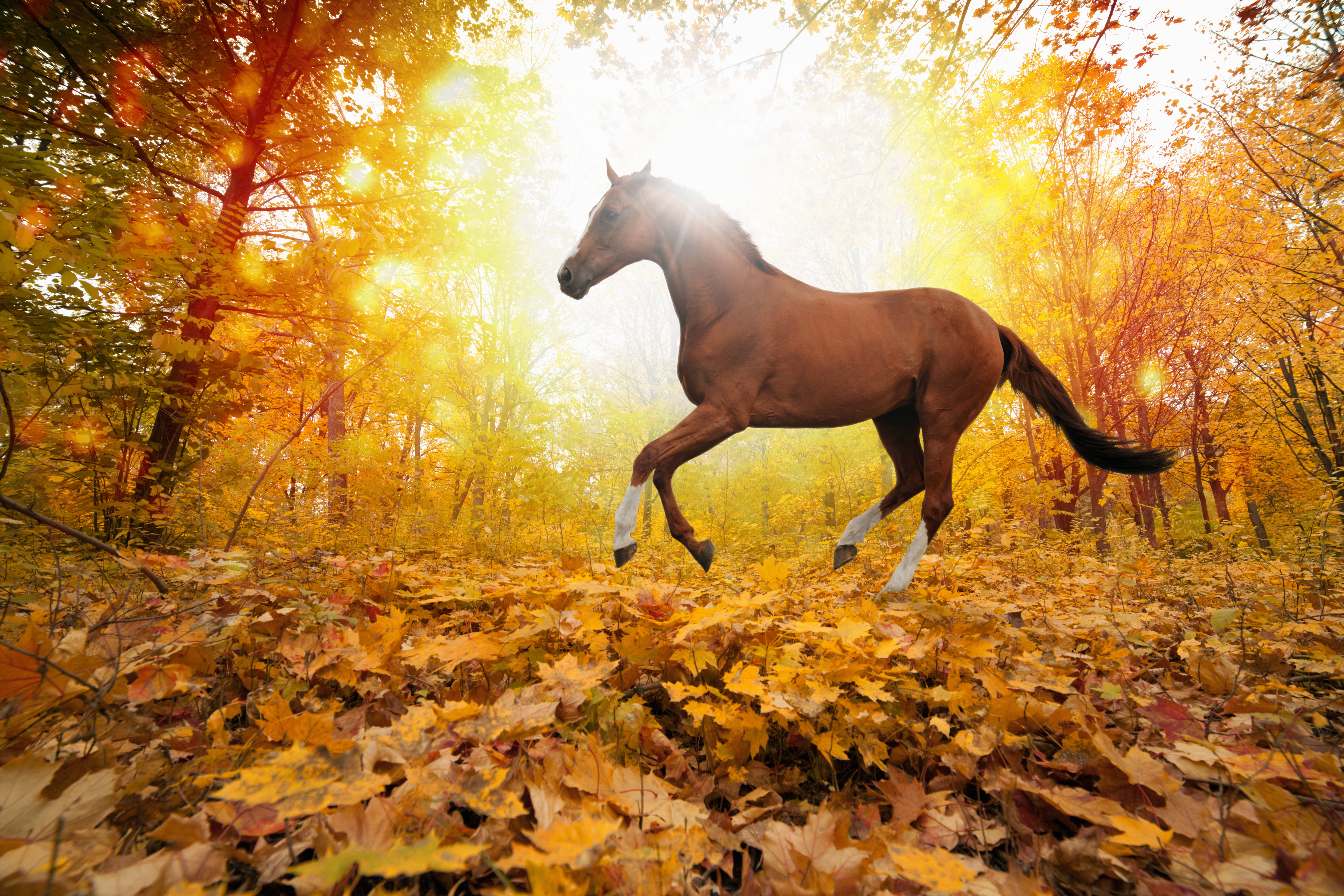 Banner Herbstfütterung Braunes Pferd galoppiert im Wald über gelbes Laub