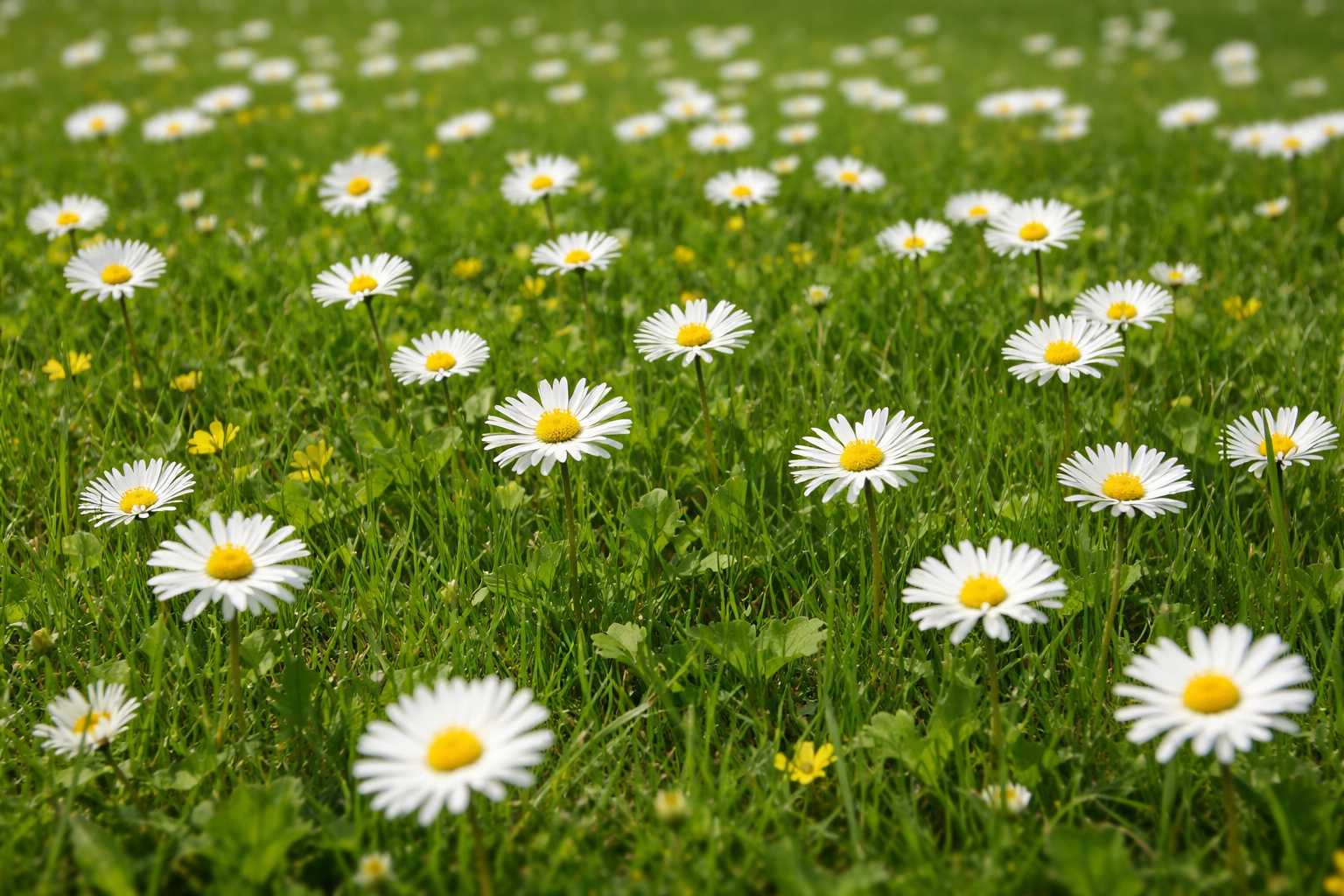 Viele weiße Gänseblümchen blühen in einer grünen Rasenfläche und sorgen für eine natürliche Wiesenoptik