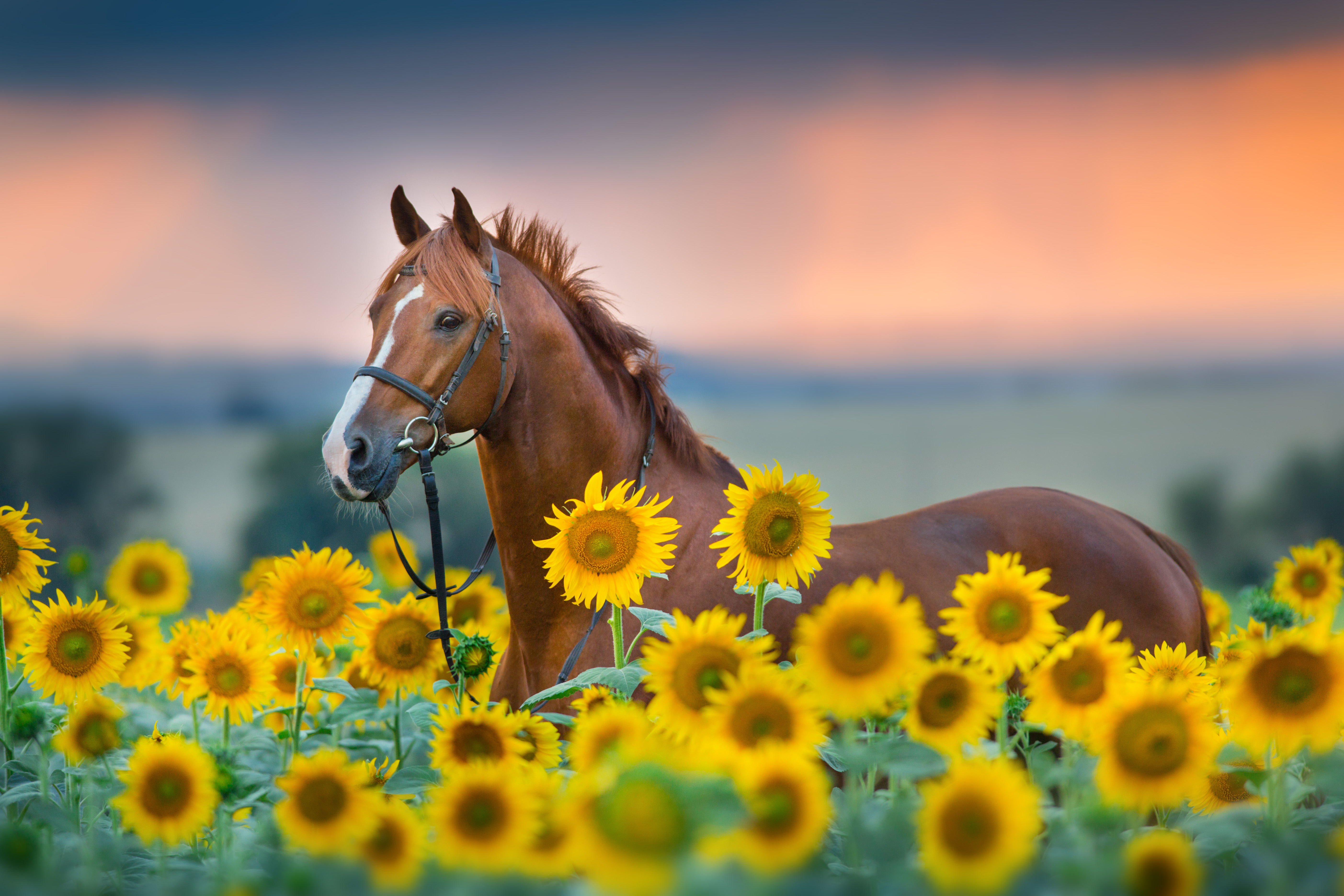 Banner Sommerfütterung Braunes Pferd steht auf einer Sonnenblumenwiese
