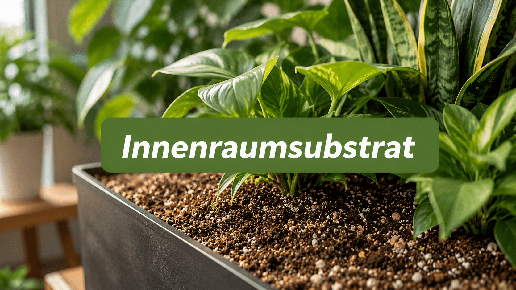 Zimmerpflanzen in hochwertigem Innenraumsubstrat für gesundes Wachstum und optimale Wasserführung